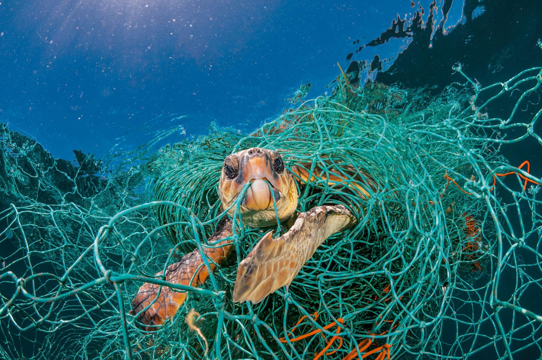 turtle trapped | effects of litter on wildlife | myenergi