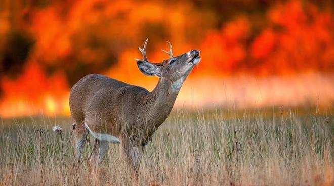 Climate change | Deer with fire in background | myenergi