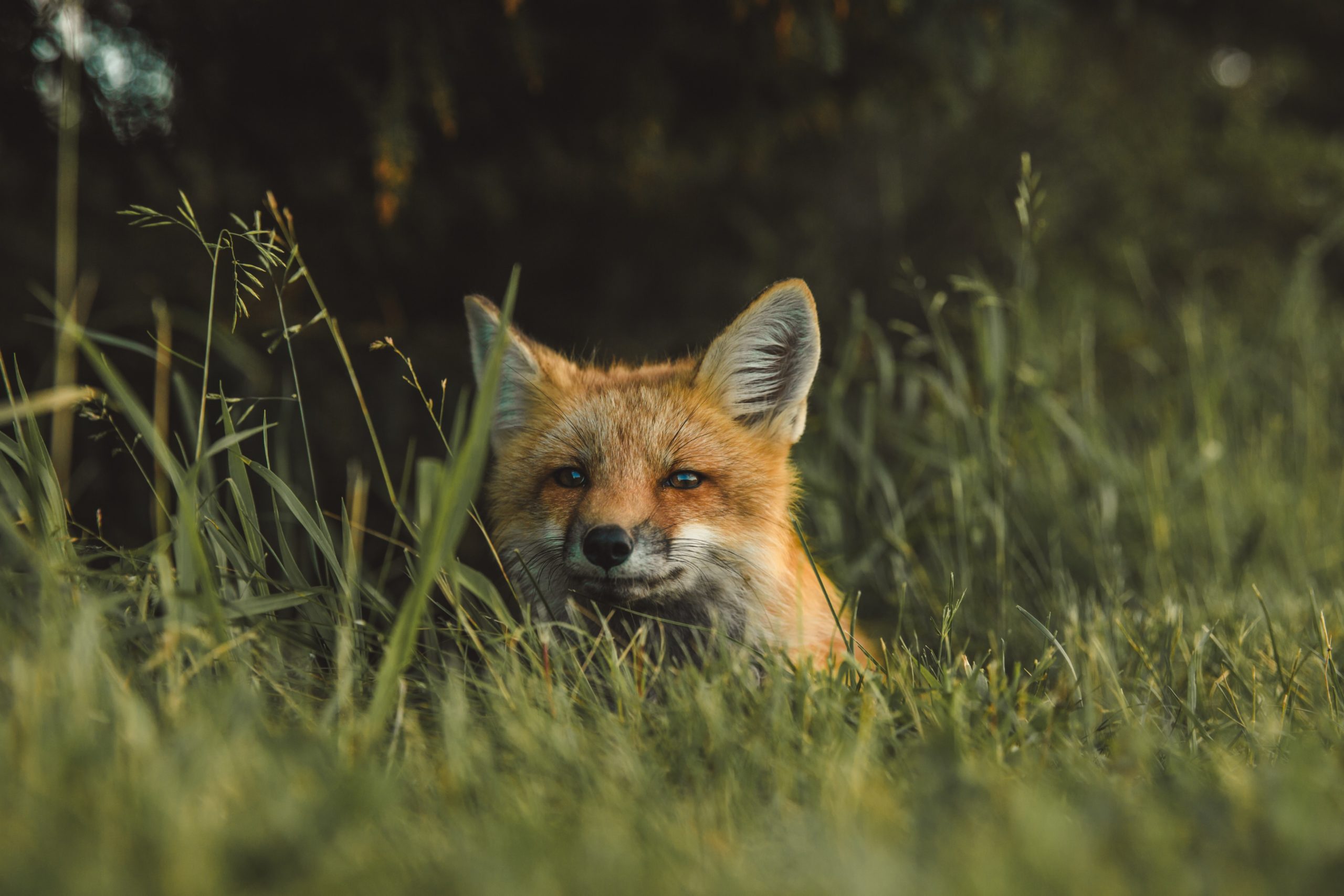 How Coronavirus has impacted Wildlife | Fox in grass | myenergi
