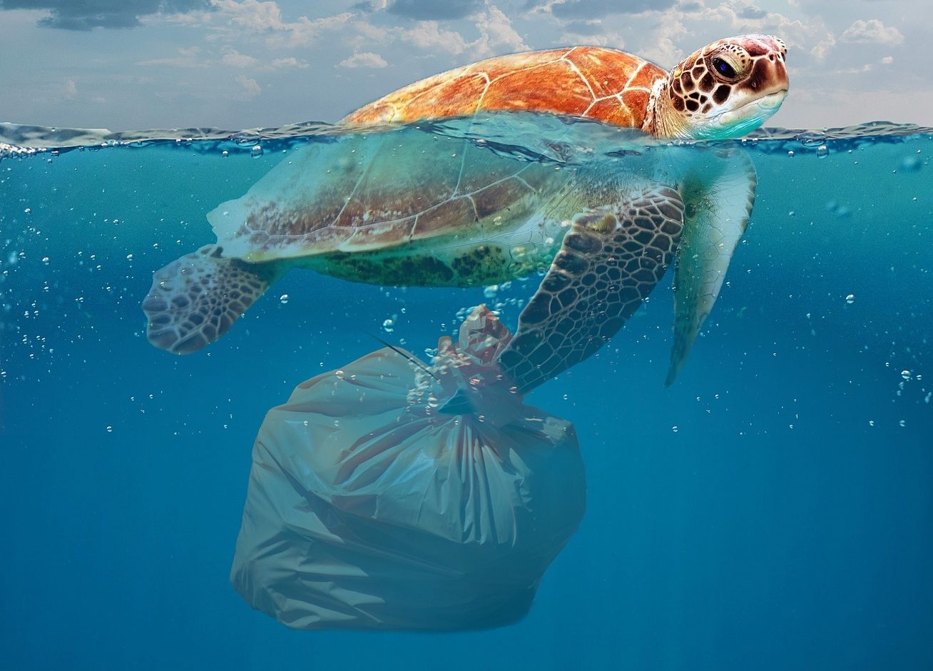 Turtle with plastic